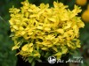 Ožekšnis fortūno ,Waldbowil Goldy' (lot. Euonymus fortunei)